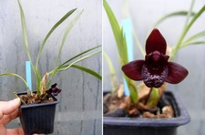 Maxillaria schunkeana