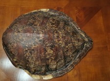 Véritable rare carapace de