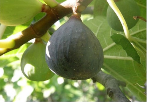 Ficus carica sultane - carica, "sultane"
