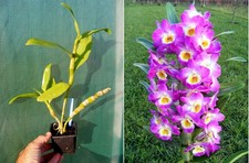 Dendrobium Comet King, orchidée, Orchid,