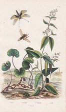 Asclepias Plante de Soie