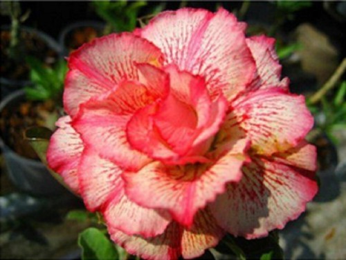 Graines rose du - rose,