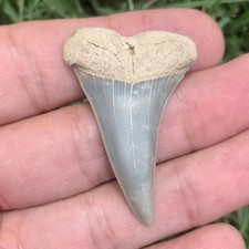 Carcharodon hastalis Extinct