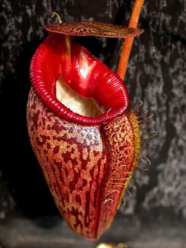 Nepenthes talangensis plante - nepenthes,