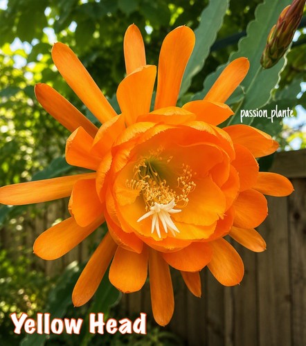 Rare epiphyllum yellow head - rare,