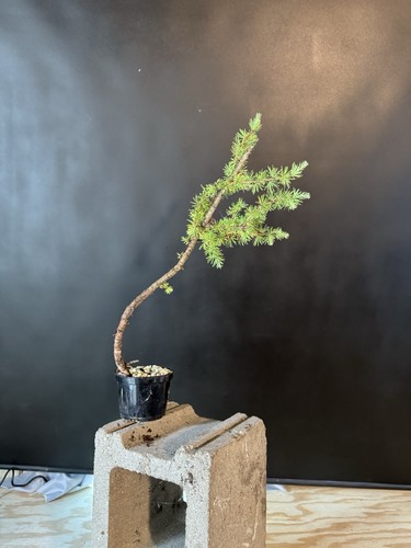 Collected american larch - american, pre