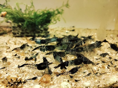 Crevettes neocaridina - crevettes,
