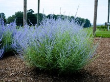 Live RUSSIAN SAGE Little Lace Plant / PEROVSKIA Atriplicifolia - [Pint Pot]