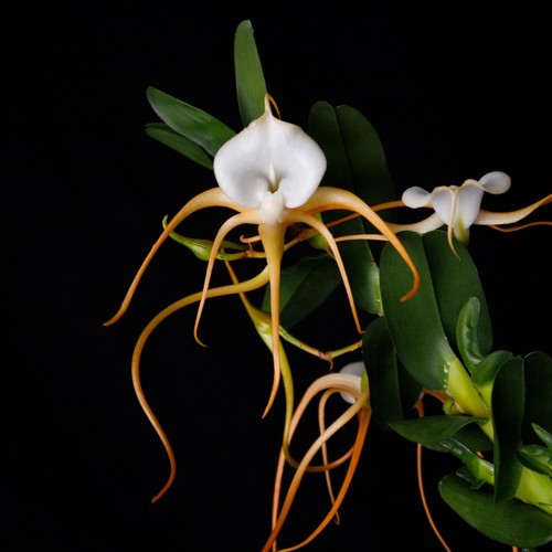 Angraecum conchoglossum