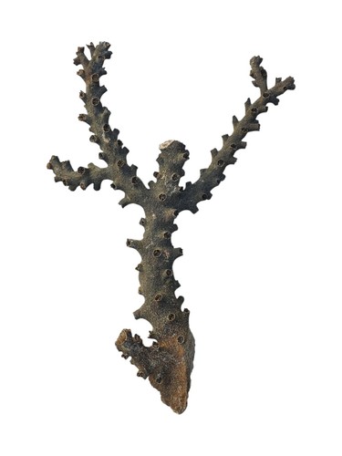 Corail noir tubastraea - corail,