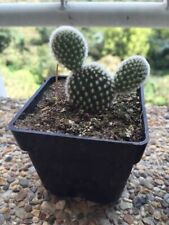 5 graines d' OREILLE DE LAPIN (Opuntia microdasys)E09 MICKEY MOUSE CACTUS SEEDS 