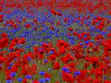 20 m² Mélange Prairie