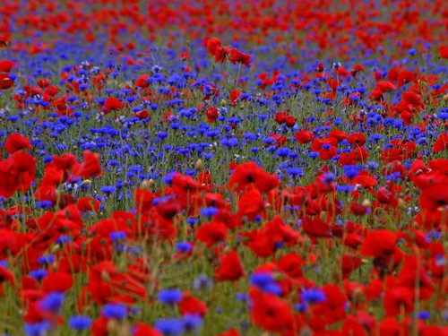 Mélange prairie - mélange,