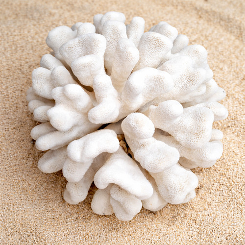 Rare grand corail stylophora - grand,