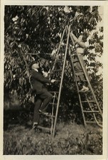 OLD PHOTO - VINTAGE SNAPSHOT - BLURRED PICKING SCALE - LADDER COLLECTING
