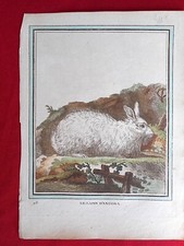 242 GRAVURE XVIIIe Histoire