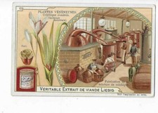 CHROMO LIEBIG  LES PLANTES