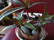  SCILLA LEDEBOURIA  SOCIALIS