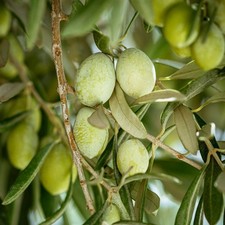 BELLE PLANTE D'OLIVIER DE