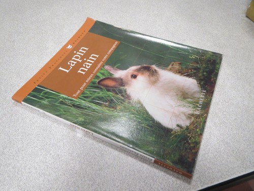 Lapin nain tout - lapin, mieux
