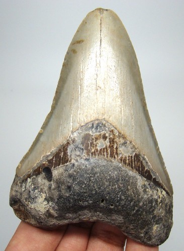 Megalodon shark tooth real - megalodon,