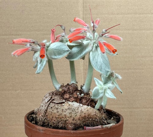 Sinningia leucotricha plante - sinningia,