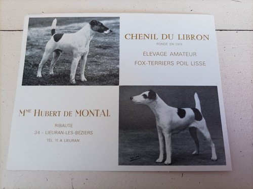 Carte fox terriers - carte,
