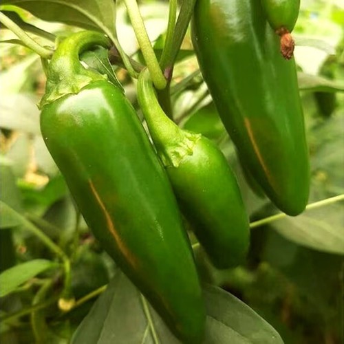 Graines piments - 10, de