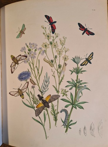 British moths their - british,