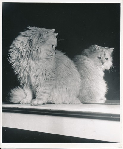 Grande photo chat chaton - grande,