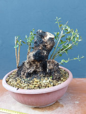 Bonsaï olivier 26 x 23 cm en