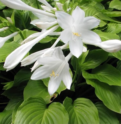 Hosta jardin couleur - jardin,