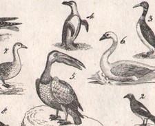 1833 gravure originale oiseaux