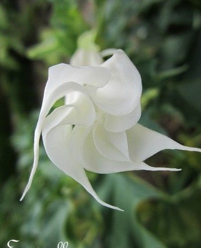 Datura brugmensia - ♫,
