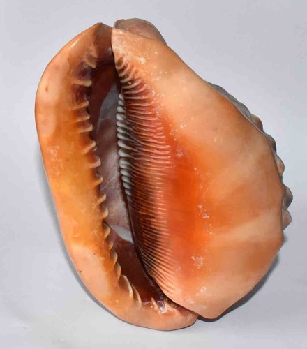Sea shell coquillages - -,