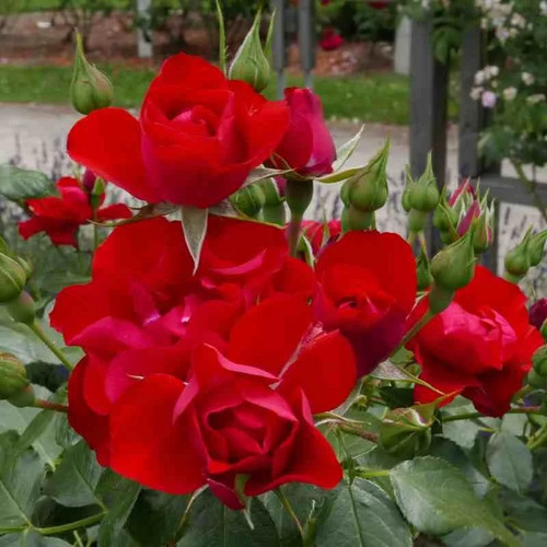 Rosa sans contraintes black - rosa,