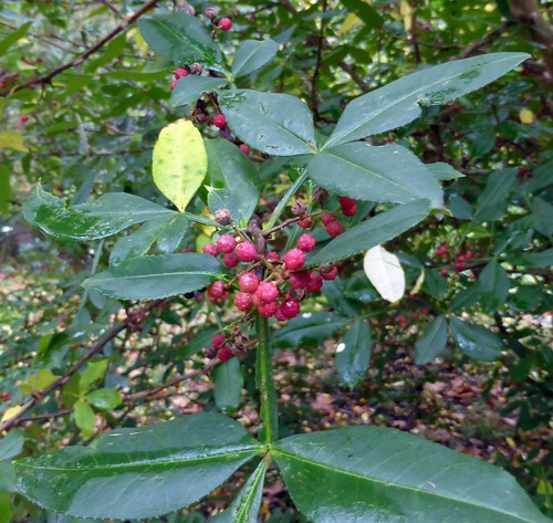 Poivrier timut bio plant - -,