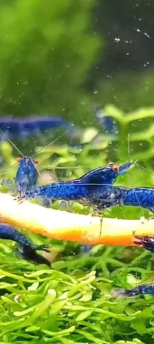 Neocaridina davidi orange - orange, eyes