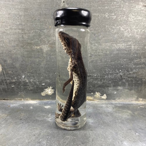 Spécimen humide de - -, gecko