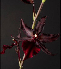 Colmanara Masai Red /