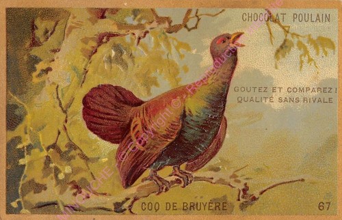 Chromo gaufre embossed - gaufre,
