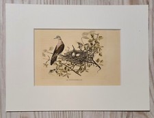 1852 Lithographie Art Print