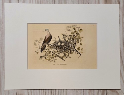 Gravure originale sur acier