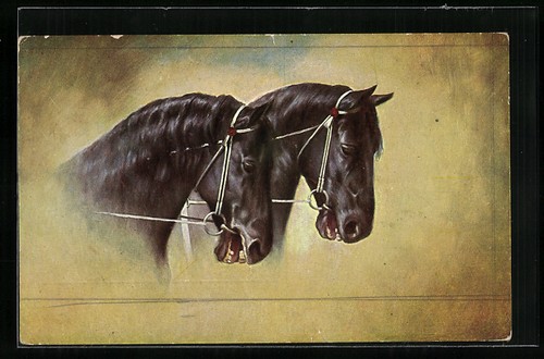 Têtes deux beaux chevaux - de,