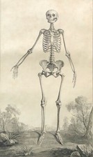 Grand squelette de face 1759