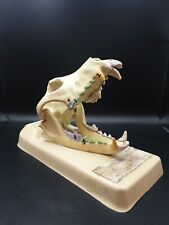 Skull Skeleton Study Chien Veterinary Medical Curiosity 