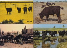 Lot de 4 cartes postales