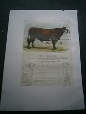 Rare 1850 Bull Color Engraving by Mr Demarolle Delaby in Neuville Bailleul