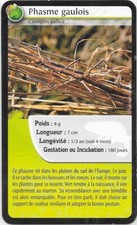 Bioviva Cards! - Phasme gaulois