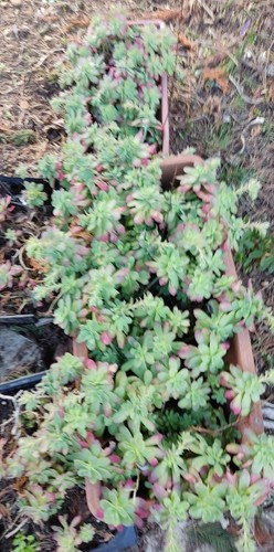 Lot plants sedum palmeri - sedum,
